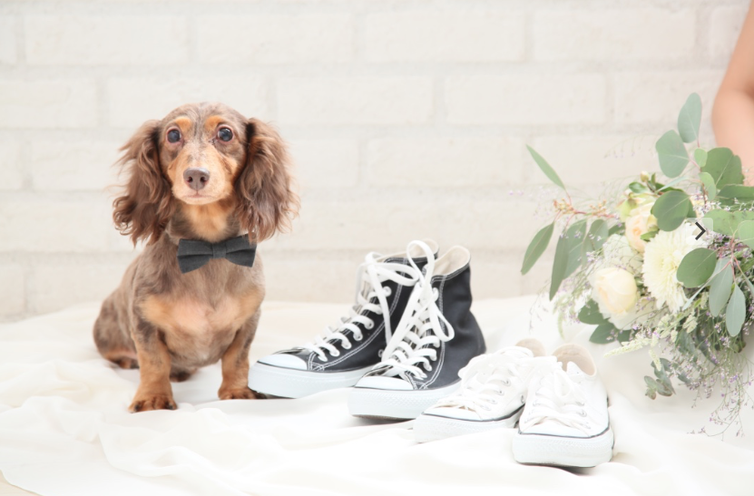 ペットフォト 犬