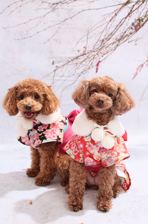 ペットフォト 犬